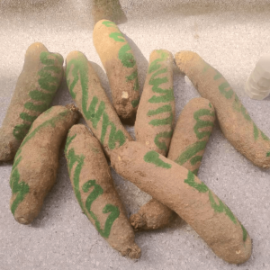 BENUE PREMIUM- Slot 1